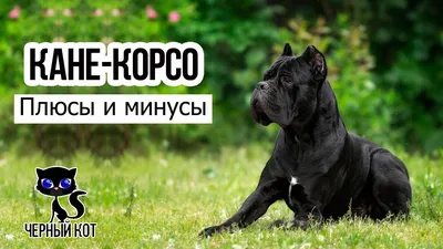 Питомник кане корсо — Ретро Роше