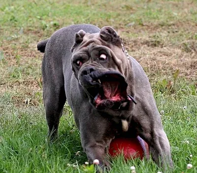 Кане-корсо - питомник собак породы кане-корсо Canecorso_lab