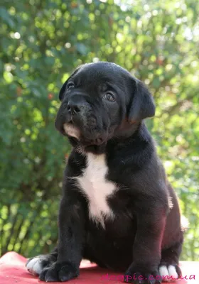 Кане корсо (Cane Corso) – это бесстрашная и очень преданная порода собак.  Описание, фото, отзывы владельцев.