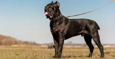 Кане корсо (Cane Corso) – это бесстрашная и очень преданная порода собак.  Описание, фото, отзывы владельцев.