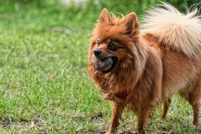 Фотогалерея - Елітний Розплідник - LUXPOM!