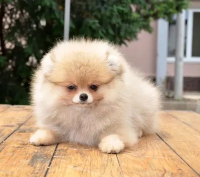 Большой немецкий шпиц (Giant German Spitz) (Породы собак) немецкий шпиц,  виды шпицев, большие шпицы, большой шпиц, немецкий шпиц цена, большой шпиц  фото, большие шпицы фото, большой немецкий шпиц, большой шпи Энциклопедия о