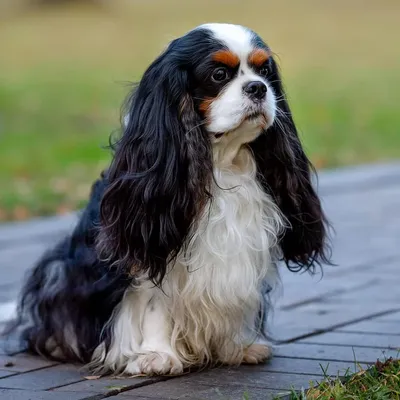 Пин на доске Cavalier King Charles Spaniel