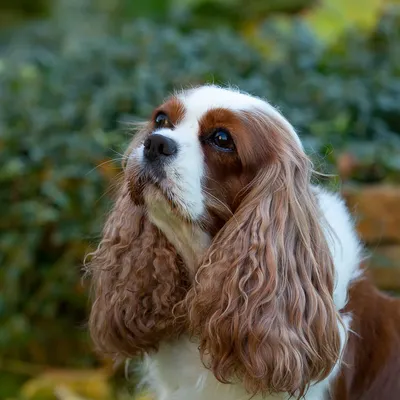 Центр для собак «Собака-Улыбака» | 🐕 Кавалер Кинг Чарльз Спаниель 🐕 |  Facebook