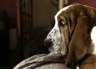 Бассет хаунд (Basset Hound) - собаки интересны, любознательны и прекрасно  относятся к детям.