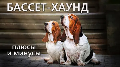 Бассет-хаунд | это... Что такое Бассет-хаунд?