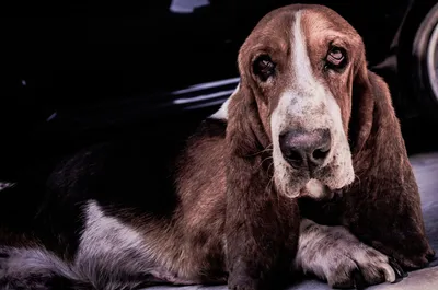 Бассет хаунд (Basset Hound) - собаки интересны, любознательны и прекрасно  относятся к детям.