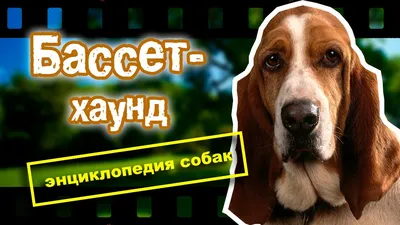 Бассет-хаунд • ДРЕССИРОВКА СОБАК В МОСКВЕ