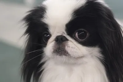 Японский хин / Japanese Chin (Japanese Spaniel) - PetsPoint.ru