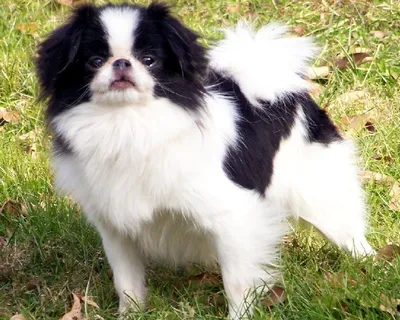 Японский хин (Japanese Chin) - порода умная, игривая и веселая. Описание,  фото и отзывы о собаке.