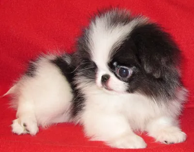 Японский хин / Japanese Chin (Japanese Spaniel) - PetsPoint.ru