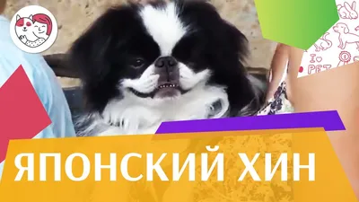 Японский хин: описание, особенности и характер породы | Hill's Pet