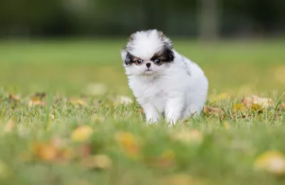 Японский хин (Japanese Chin) - порода умная, игривая и веселая. Описание,  фото и отзывы о собаке.