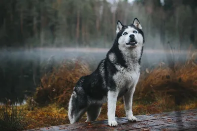 Вельш-корги-пемброк: характер, воспитание собаки и уход за корги