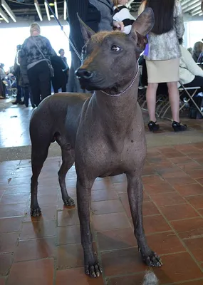 Xoloitzcuintle - Ксолоитцкуинтли( мексиканская голая собака) | Perro  xoloitzcuintle, Perros raros, Perro peruano