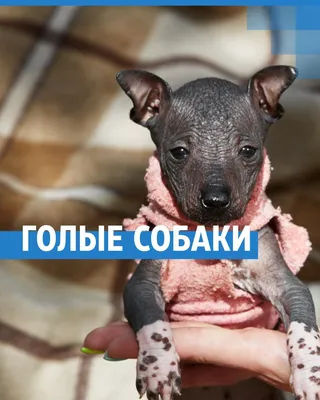 Порода ксолоитцкуинтли-min | Английский пойнтер Днепр