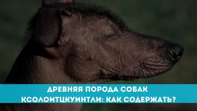 Шолоискуинтли (ксолоитцкуинтли) - Цамакс Интернешнл. Ветеринарные препараты  и кормовые добавки. Цены, где купить, отзывы