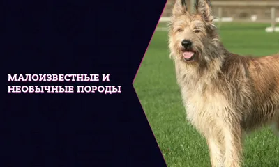 Одна из самых древнейших пород - ксолоитцкуинтли - ЯПлакалъ