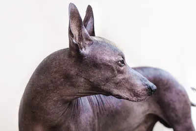 Лысые породы собак или породы собак без шерсти фото и названия - Petstory