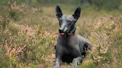Мексиканская Голая Собака. Xoloitzcuintli Или Xolo Для Краткости, Это Голая Порода  Собак Фотография, картинки, изображения и сток-фотография без роялти. Image  53523180