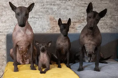 Ксолойтцкуинтли — MyPets.kg