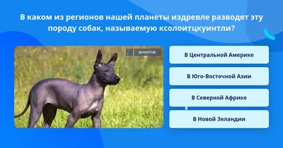 Перуанская голая собака или орхидея инков