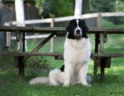 File:Landseer, Edwin Henry (Sir, RA) - Lion- A Newfoundland Dog - Google  Art Project.jpg - Wikipedia