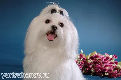 Уход - DOGGIE COUTURE BY NELYA