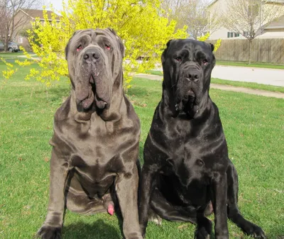 Мастино наполетано или... - Собаки | dogsacademy.ru | Facebook