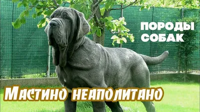 Неаполитанский мастиф – предок бойцовых собак Александра Македонского |  Собаки | Dogsacademy.ru | Дзен