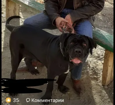 Мастино неаполитано. | Питомник Галины и Сергея Кузнецовых !!!