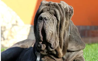 Дресирування собак в Кропивницькому - Порода дня 🐕 Мастино Наполетано  /Неаполетанский мастиф #мастино #мастинонаполетано СТАНДАРТ FCI № 197 С  «НЕАПОЛИТАНСКИЙ МАСТИФ», УТВЕРЖДЁННЫЙ 19 ноября 1991г. Страна  происхождения: ИТАЛИЯ ПРИМЕНЕНИЕ: Собака для охраны