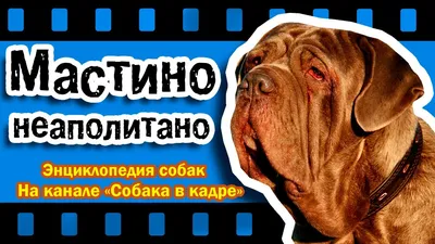 Неаполитанский мастиф | это... Что такое Неаполитанский мастиф?