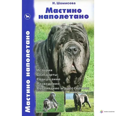 ❗️ПРОДАЁТСЯ щенок. Порода МАСТИНО НЕАПОЛИТАНО. Остался очень воспитанный,  ласковый и невероятно красивый мальчик 😍 • Клеймо •… | Instagram