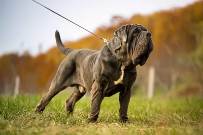 Неаполитанский мастиф (Neapolitan Mastiff) - массивная, сильная и  энергичная порода собак. Фото, описание, цены.