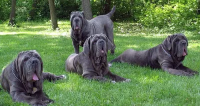 Неаполитанский мастиф (Neapolitan Mastiff) - массивная, сильная и  энергичная порода собак. Фото, описание, цены.