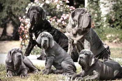 Порода недели. Неаполитанский мастиф - Aller Petfood
