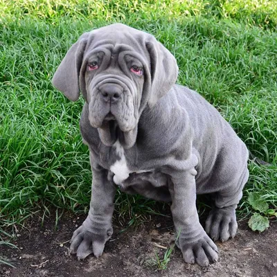 Неаполитанский мастиф или мастино неаполитано: описание породы с фото —  Pet-Mir.ru