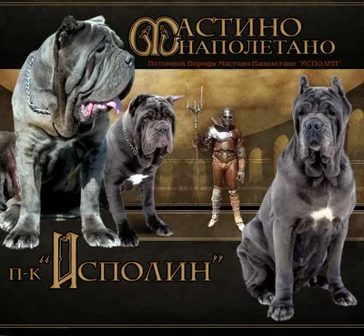 https://doge.ru/poroda/neapolitanskiy-mastif