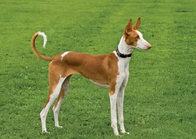 Поденко ибиценко (Ibizan Hound) - это умная, дружелюбная и редкая порода  собак. Фото, описание и отзывы.