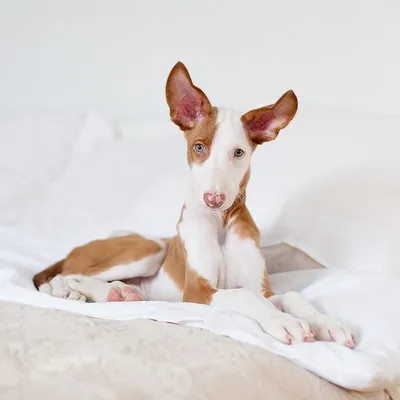 Поденго (поденгу) ибиценко (Ibizan Hound) (Породы собак) поденко ибиценко,  поденго фото, собака поденко, поденго порода, щенки поденго, купить  поденго, поденко ибиценко фото, порода поденко Энциклопедия о животных  EGIDA.BY