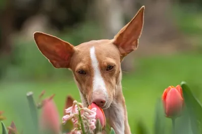 Ивисская собака - Ibizan Hound Портрет собаки породы Поденко Ибиценко (Dog  of the breed Podenko Ibitsenko) с Ибицы и Майорки, котор… | Подёнки, Собаки,  Породы собак