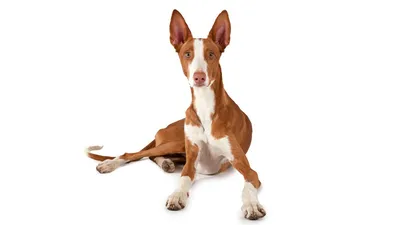Поденко ибиценко — MyPets.kz