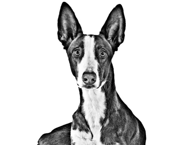 Поденко ибиценко - DogZilla