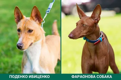 Фараонова собака — Википедия