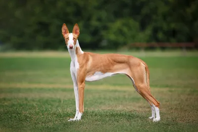 Щенок поденко ибиценко ставит уши по команде/The puppy podenko ibitsenko  puts his ears on command - YouTube
