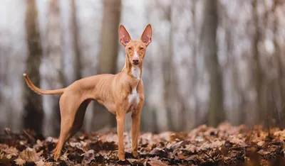 Рыжие породы собак крупного размера | Фото и описание | Pet-Yes