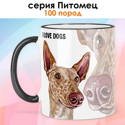 Поденко ибиценко (Ibizan Hound) - это умная, дружелюбная и редкая порода  собак. Фото, описание и отзывы.