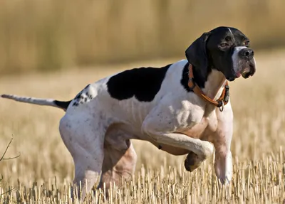 Английский пойнтер (Пойнтер) / English Pointer (Pointer)