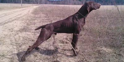 Немецкий курцхаар (German Shorthaired Pointer) (Породы собак) курцхаар  собака, курцхаар фото, курцхаар купить, щенки курцхаара, курцхаар собака  фото, собака немецкий курцхаар, немецкая легавая курцхаар Энциклопедия о  животных EGIDA.BY